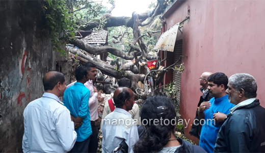 hampankatta tree